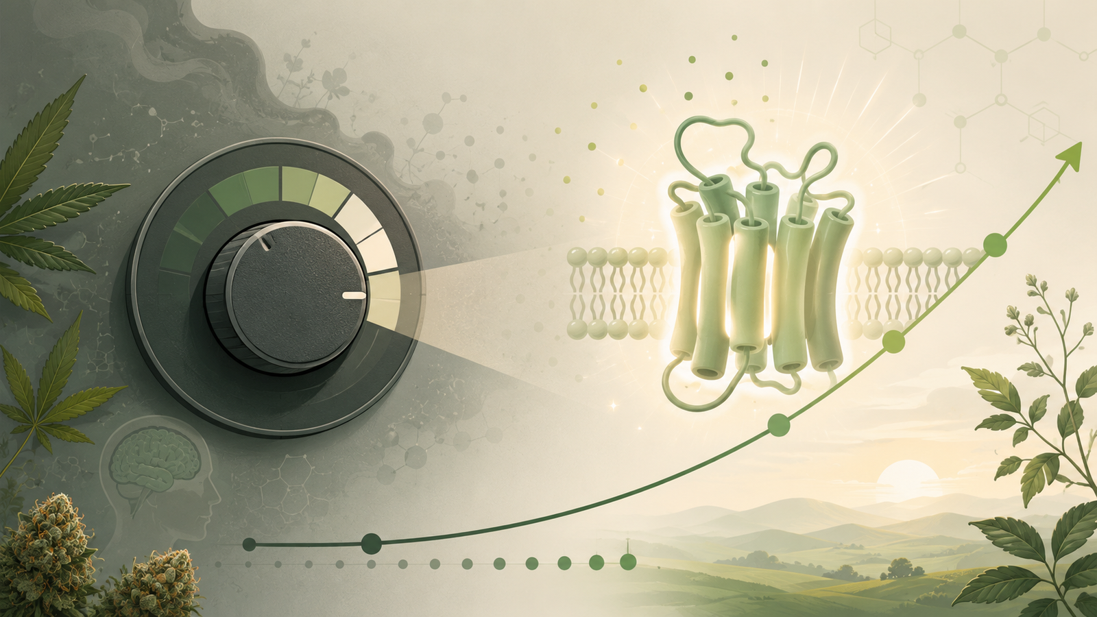 Olivetol vs a tolerance break — the olivetol molecule and reset options